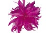 Flor Valentina de Plumas